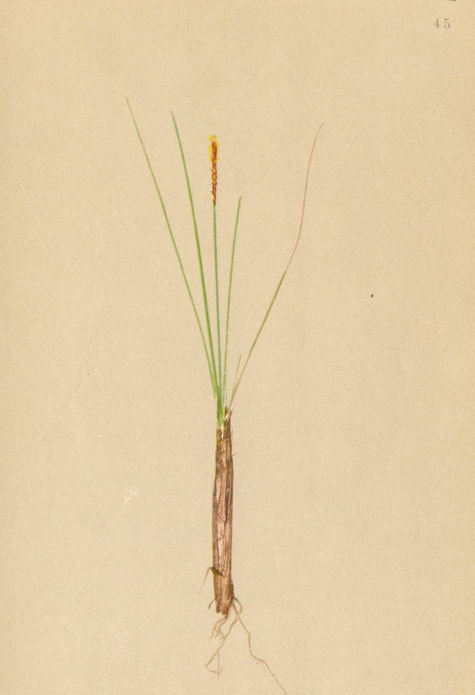 ALPENFLORA ALPINE FLOWERS. Elyna Bellardi (All. ) Degl-Hüllsegge 1897 print